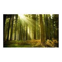 papel pintado 3d - un bosque de pias 450x270 cm