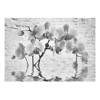 Papel Pintado 3d - Orchid In Shades Of Gray (350x245 Cm)