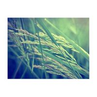 papel pintado 3d - cereal field 250x193 cm