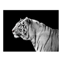 papel pintado 3d - un tigre blanco 300x231 cm