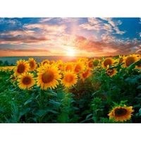 fotomural vinilo girasoles atardecer 600 x 300 cm