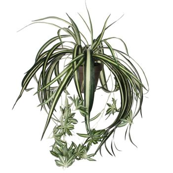 Planta artificial chlorophytum verde  h45xb45xl45cm