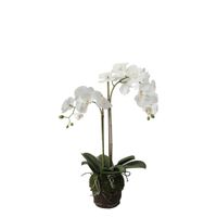 orquidea artificial en tierra blanca h70