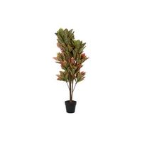 planta pe 50x50x140 croton verde