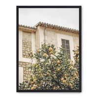 cuadro lemon tree