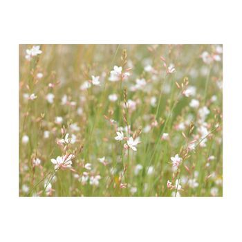 Papel Pintado 3d - Delicados Florecitos Blancos (350x270 Cm)