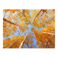 papel pintado 3d - coronas de arboles otorales 400x309 cm