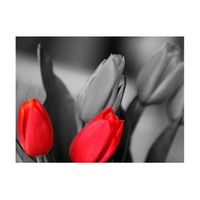papel pintado 3d - tulipanes rojos con fondo blanco y negro 200x154 cm