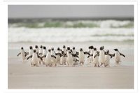 poster animales pinguinos sin marco 60x40cm