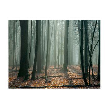 Papel Pintado 3d - Witches' Forest (350x270 Cm)