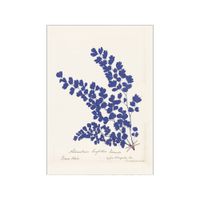 poster botanical fern iii blue sin marco  - 30 x 40 cm