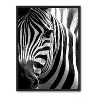 cuadro zebra close up