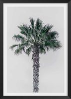 poster de palma de coco con marco negro30x45cm