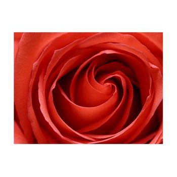 Papel Pintado 3d - Rosa Despertandose (200x154 Cm)