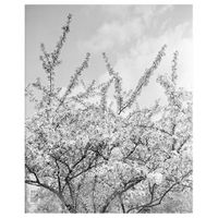 legendarte - cuadro lienzo impresion digital - ramas de floracion blanca - decoracion pared cm 60x90