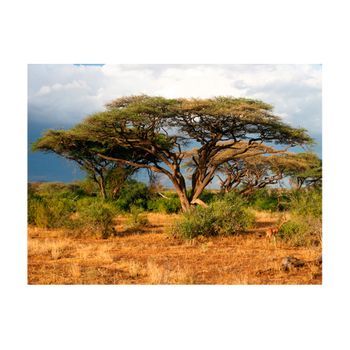 Papel Pintado 3d - En La Reserva Nacional Samburu, Kenia (250x193 Cm)