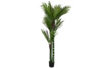 planta pe cemento palmera verde 100x100x235cm