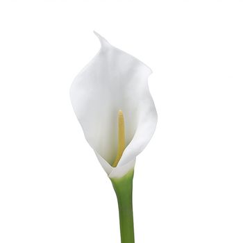 Tallo corto de arum artificial blanco h75